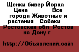 Щенки бивер Йорка  › Цена ­ 30 000 - Все города Животные и растения » Собаки   . Ростовская обл.,Ростов-на-Дону г.